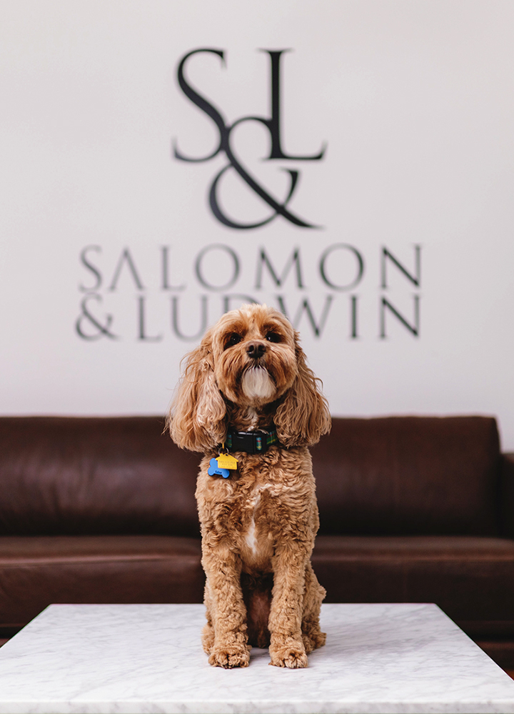 Salomon & Ludwin, office dog Louie
