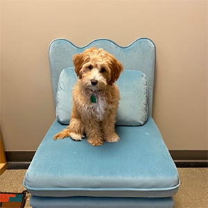 Small, fluffy puppy sitting on a light blue chair