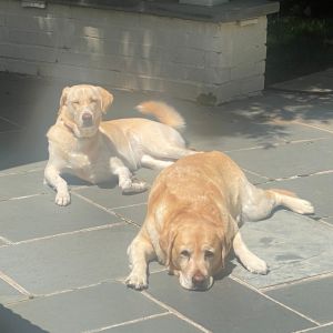 Jack's two dogs Luma and Ellie
