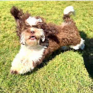 Beth's dog, Theo